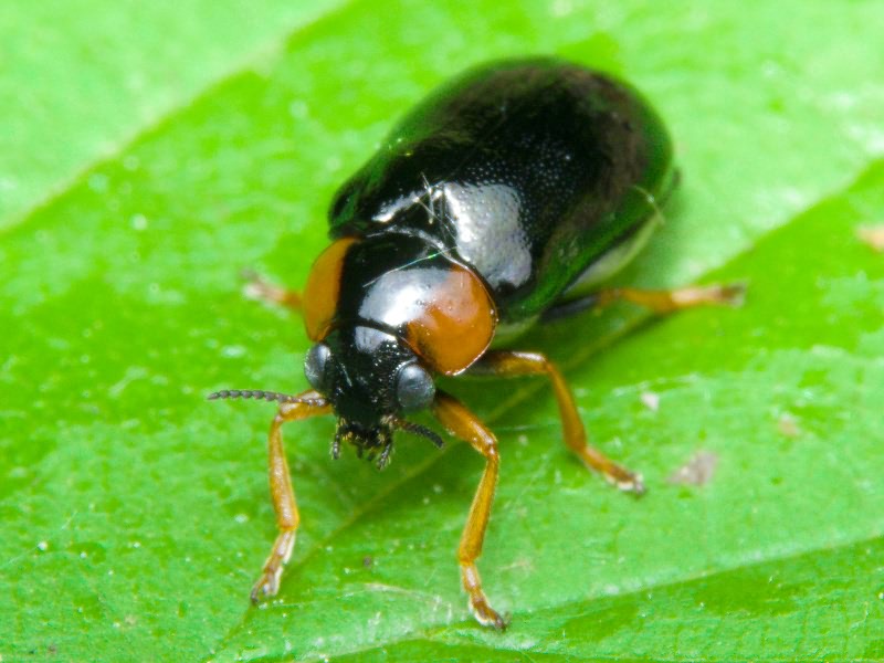 Smaragdina aurita (Linnaeus, 1767)